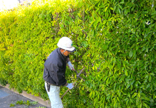 当社の植栽管理の標準仕様